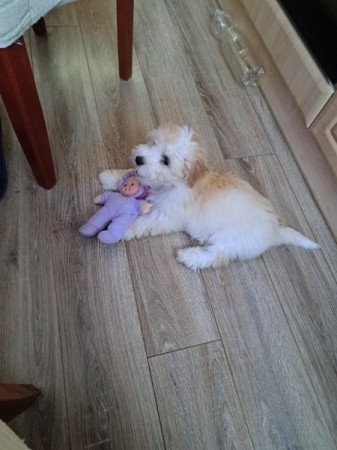Bichon havanese