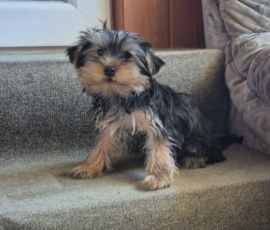 Yorkshire terrier
