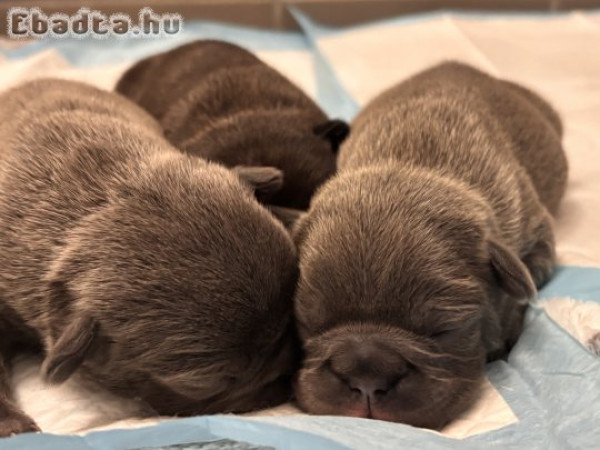 Foglalható Francia bulldog kiskutyák