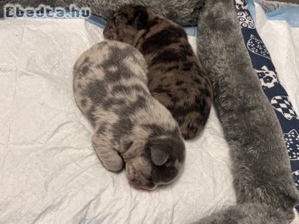 Foglalható Francia bulldog kiskutyák