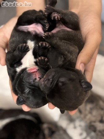 Foglalható Francia bulldog kiskutyák