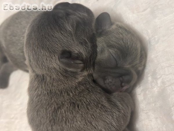 Foglalható Francia bulldog kiskutyák