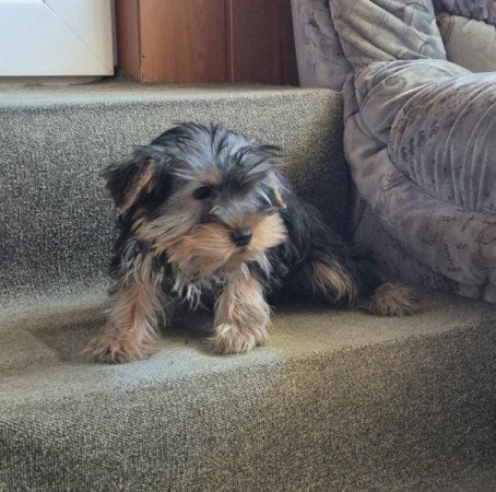 Yorkshire terrier