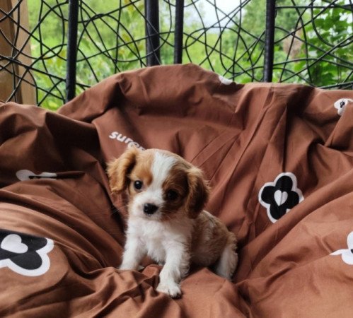 Cavalier king Charles spániel