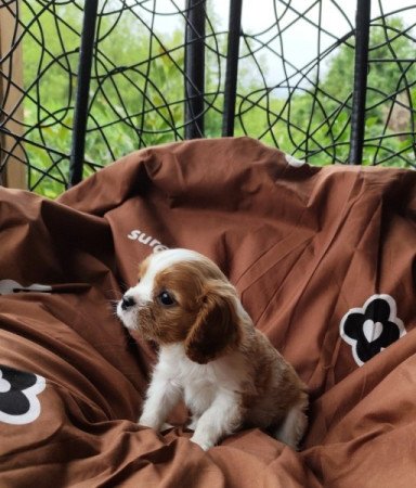 Cavalier king Charles spániel