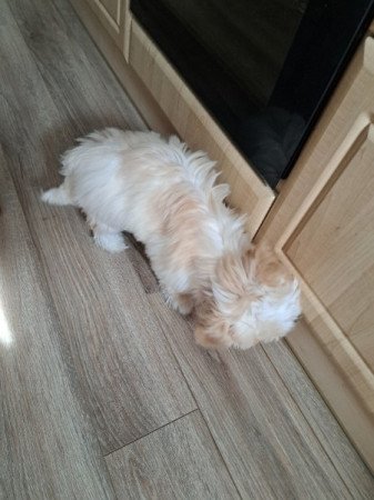 Bichon havanese