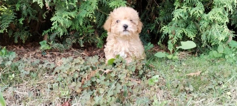 Maltipoo