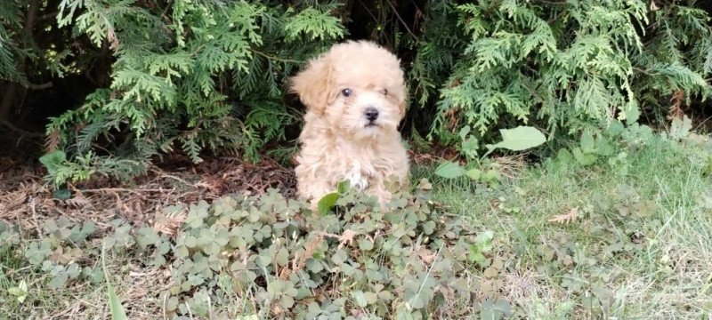 Maltipoo