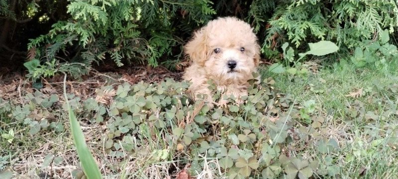 Maltipoo