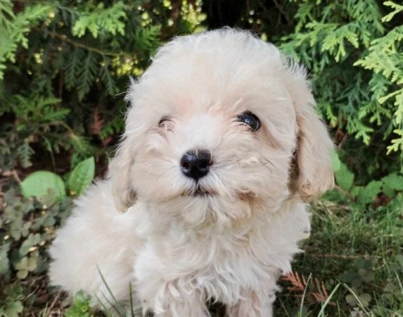 Maltipoo