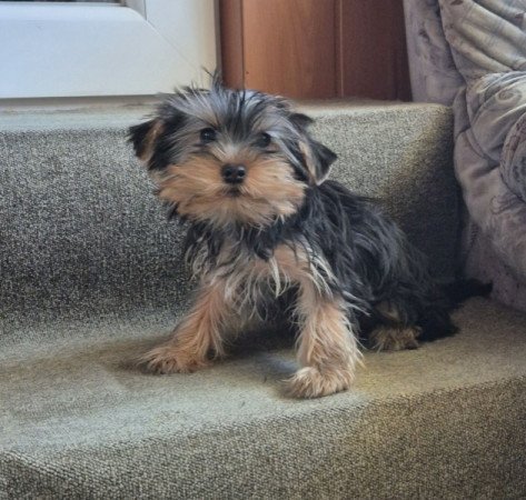 Yorkshire terrier