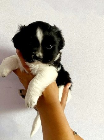 Bichon Havanese