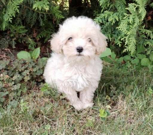 Maltipoo