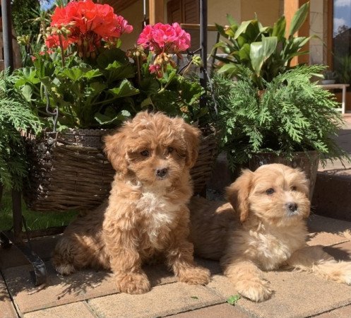 Cavapoo