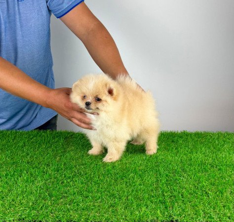 Törzskönyves cream Pomerániai törpespitz kiskutya