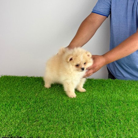 Törzskönyves cream Pomerániai törpespitz kiskutya