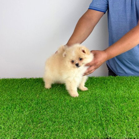 Törzskönyves cream Pomerániai törpespitz kiskutya