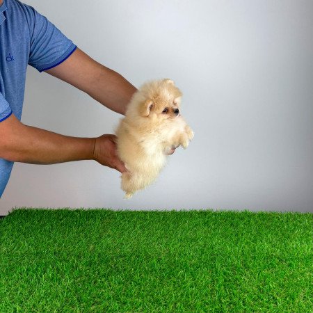 Törzskönyves cream Pomerániai törpespitz kiskutya