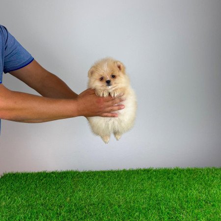 Törzskönyves cream Pomerániai törpespitz kiskutya
