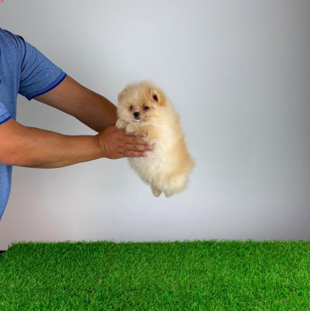 Törzskönyves cream Pomerániai törpespitz kiskutya