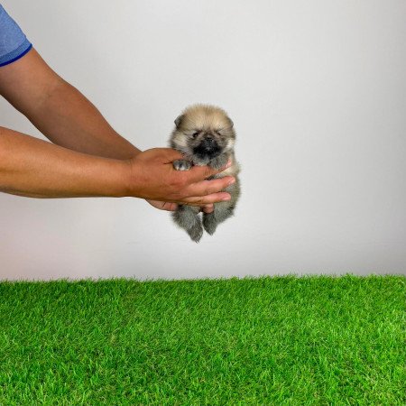 Törzskönyves Pomerániai törpespitz Pomi kiskutya