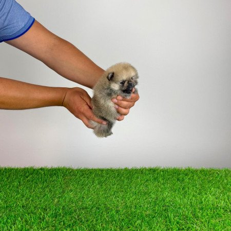 Törzskönyves Pomerániai törpespitz Pomi kiskutya