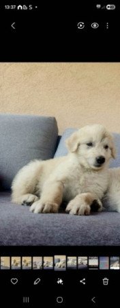 Golden retriever