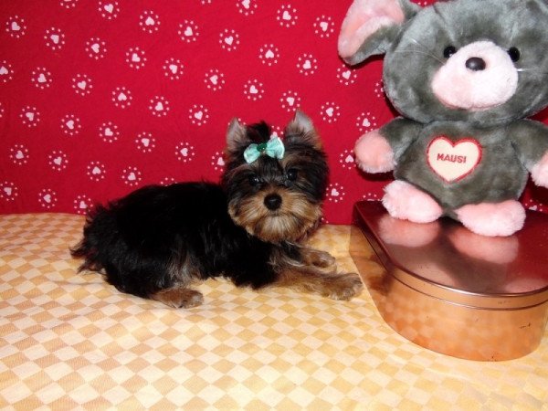 Yorkshire Terrier, Yorki