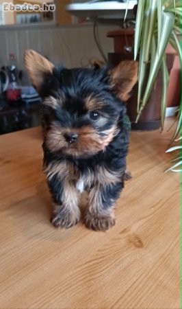 Mini, Yorkshire terrier kisfiú (Yorki)