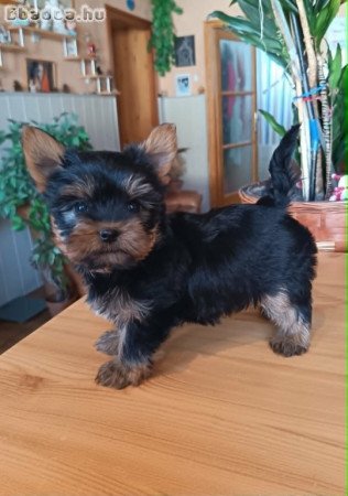 Mini, Yorkshire terrier kisfiú (Yorki)