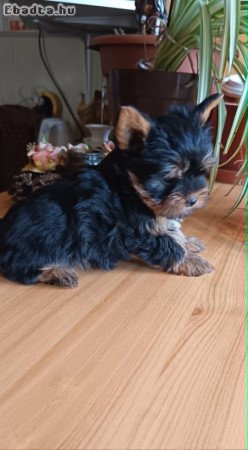 Mini, Yorkshire terrier kisfiú (Yorki)