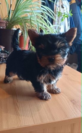 Yorkshire terrier (Yorki)