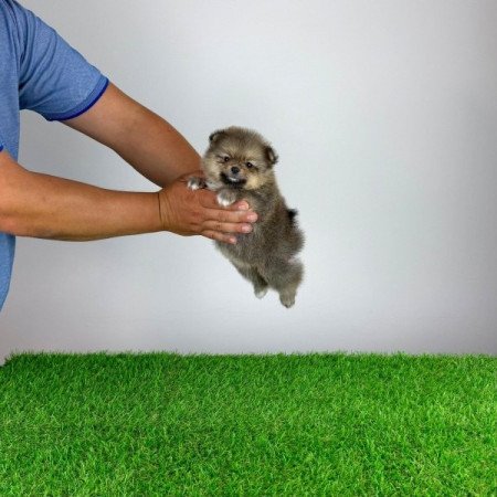 Pomerániai törpespitz