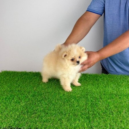 Pomerániai törpespitz