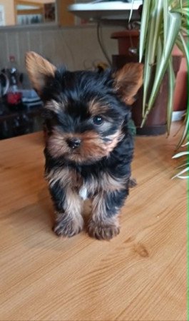 Yorkshire terrier (Yorki)