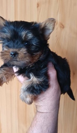Yorkshire terrier (Yorki)