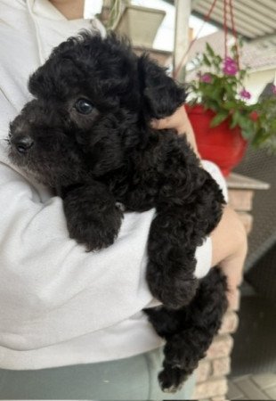 pumi