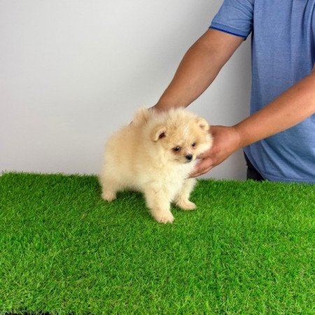 Pomerániai törpespitz