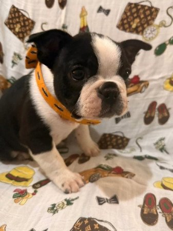 Sterling