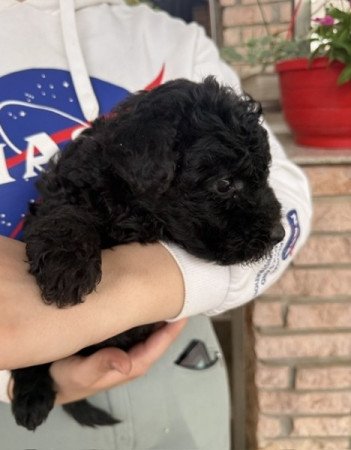 pumi