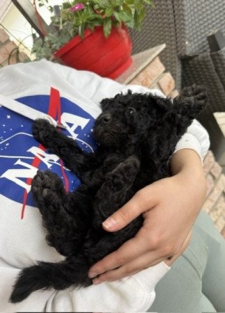 pumi