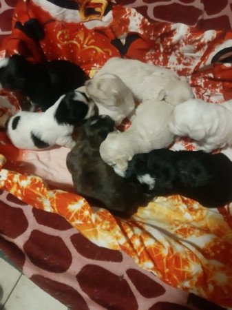 Bichon havanes
