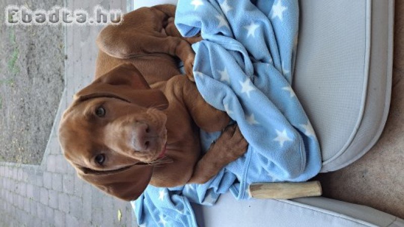 kislány magyar vizsla 12 hetes