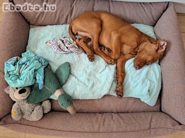 kislány magyar vizsla 12 hetes
