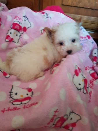 Biewer yorki yorkshire