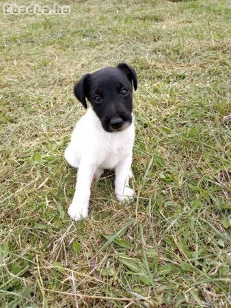 Eladó Fox Terrier kiskutyák