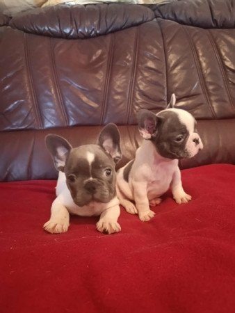 francia bulldog