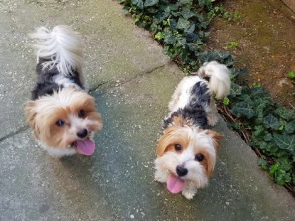Biewer yorki yorkshire