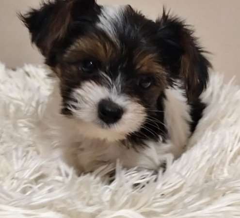 Yorkshire terrier