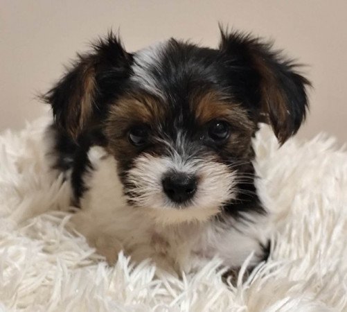 Yorkshire terrier